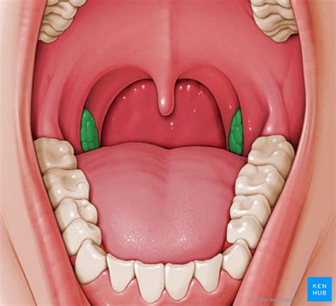 Anatomy Of The Tonsil