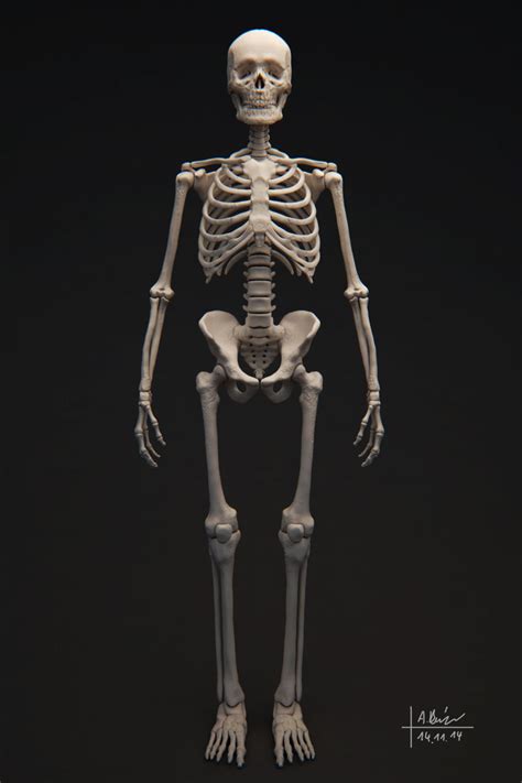 Human Skeleton 3d Model Obj Tga