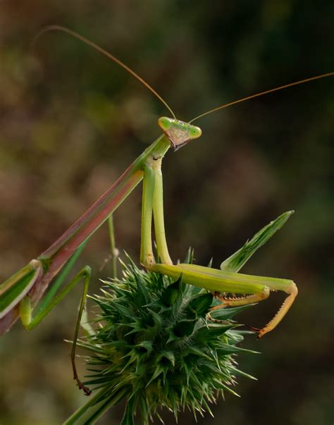 Portrait Of Praying Mantis On Wild Plant Pixahive