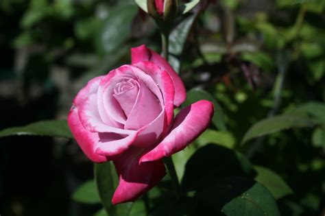 The short answer is that cut tulips can last up to ten days; Long stemmed rose (Hybrid Tea) Paradise 175mm Pot ...