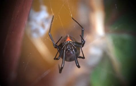 Alibaba.com offers 1,650 black widow spider products. Pacific Science Center Life Sciences: Black Widows Are Back