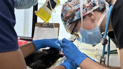 All Aboard the NC State Mobile Veterinary Hospital | Veterinary