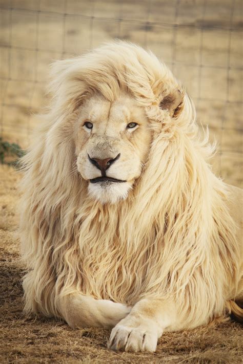 If you're looking for the best lion wallpapers then wallpapertag is the place to be. Lion Wallpapers: Free HD Download 500+ HQ | Unsplash