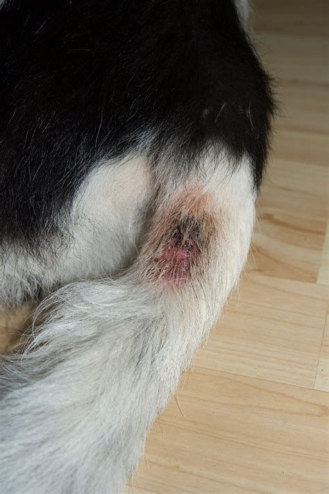 Dog Hot Spots And How To Treat Them - Doncaster Vet