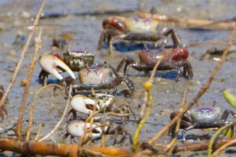 Atlantic Sand Fiddler Crab Matbio Crabs Shrimps Jellyfish Sea Stars Others Matanzas