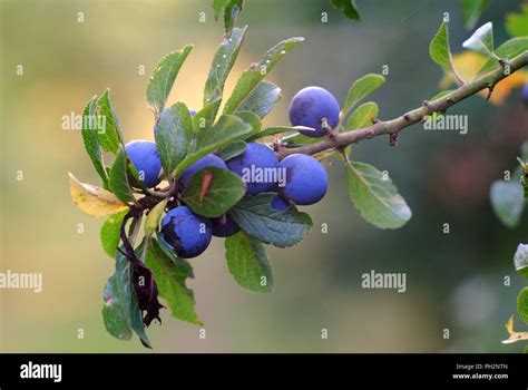 Sloe Berries On A Blackthorn Bush Prunus Spinosa Stock Photo Alamy