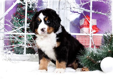 180 Short Haired Bernese Mountain Dog Stock Photos Pictures And Royalty