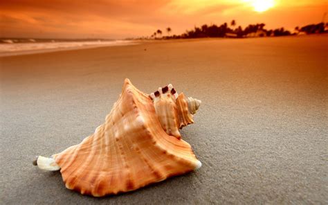 Sea Shell Wallpapers Wallpaper Cave