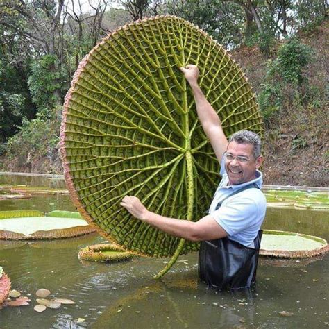 Victoria Regia Amazónica Largest Lily Pad In The World Rbeamazed