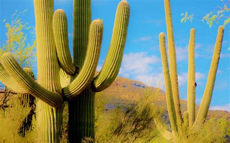 ᐈ Cactus Del Desierto Sonora Chihuahua 2022