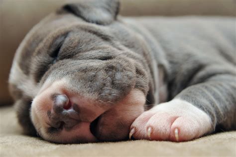 Newborn Puppy Photos From Their First Three Weeks Of Life Huffpost