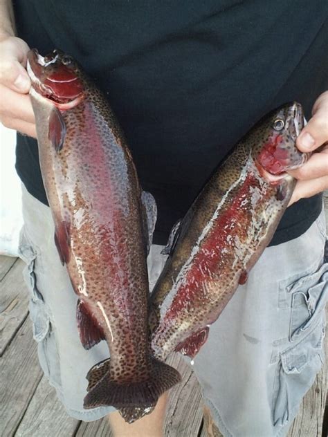 Swift River Fishing Report Ga Fish Finder