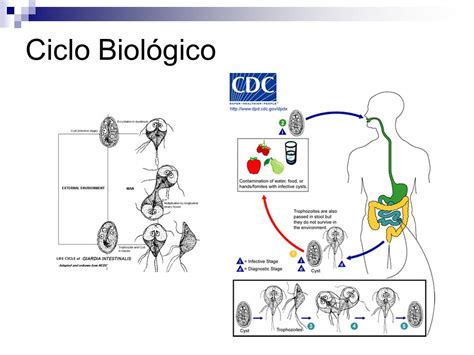 ciclo biológico giardia Parasitologia Veterinária