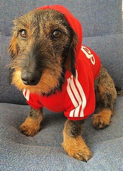 Wire hair dachshund pups for sale from heartfelt dachshunds are popular choices, as well. ️ red hoodie | Wire haired dachshund, Daschund puppies ...