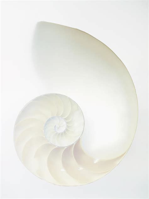 Inside Of Large White Nautilus Shell Photograph By Rick Lew