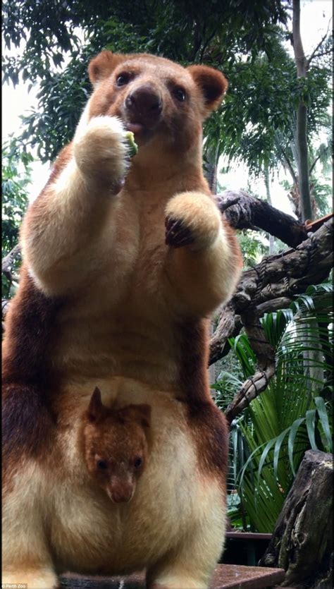 Rare Baby Tree Kangaroo Pokes His Head Out Mums Pouch After First