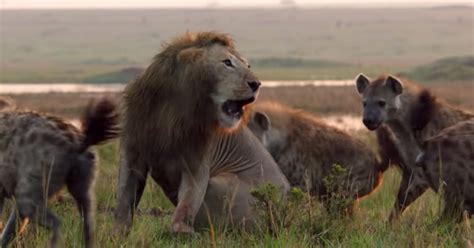 Lions Battle With More Than 20 Hyenas Is This Years Most Gripping