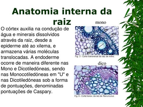 Ppt Anatofisiologia Vegetal Powerpoint Presentation Free Download