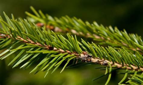 Evergreen Needles From A Pine Spruce Or Fir Tree Jakes Nature Blog