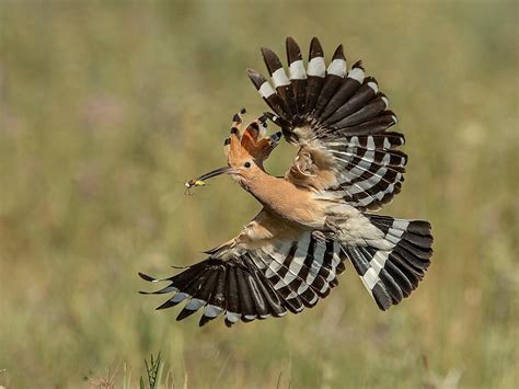 Hoopoe Birdforum