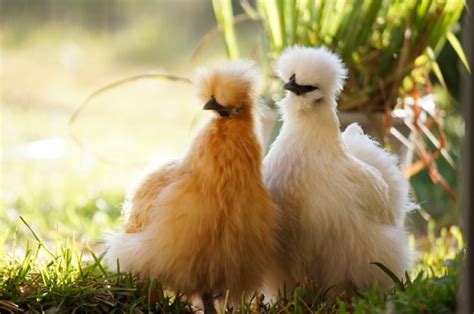 Backyard Chickens The Top 18 Breeds For Your Flock ~ Homestead And Chill