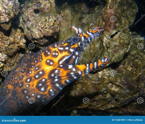 A Dragon Moray Eel Hides In A Cave At The Bottom Of The Ocean Close Up