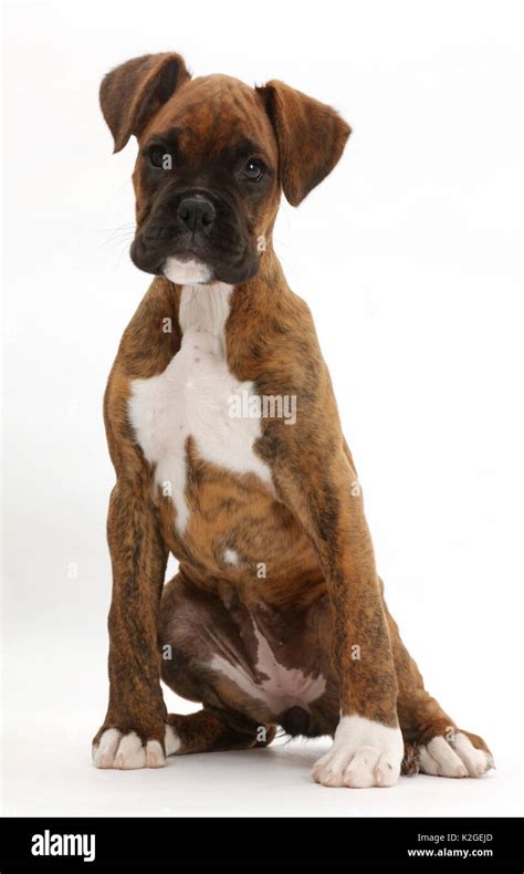 Puppies Boxer Hi Res Stock Photography And Images Alamy