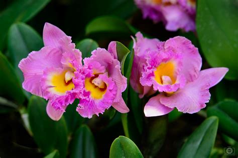 They got their name from the greek name orchis, which means testicle. Cattleya Orchid Flower Background - High-quality Free ...