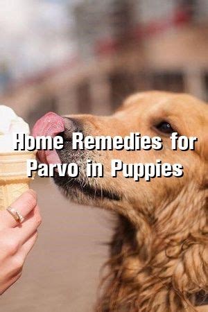 Some food supplements can be beneficial for your puppy in fighting off parvo, but they are not a substitute for veterinary treatment. Joanne Churchill Home Remedies for Parvo in Puppies in ...