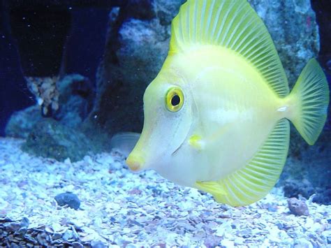 Exotic Fish Beautiful Sea Creatures Pinterest
