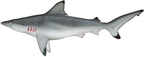 Graceful Shark Carcharhinus Amblyrhynchoides Marinewise