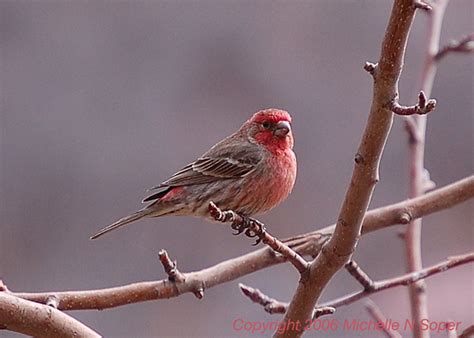 Can't leave the house so thought i would try and shoot something a little different. House Finch