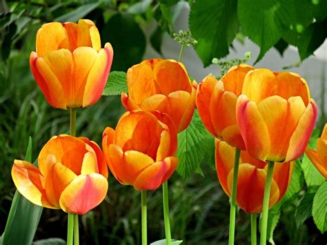 Tulips Orange Blossom Free Photo On Pixabay Pixabay