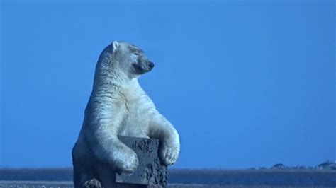 Polar Bear Playing Bear Solitaire Youtube