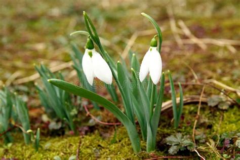 Snowdrop Flowers In Spring Stock Photo Image Of Closeup 108428964