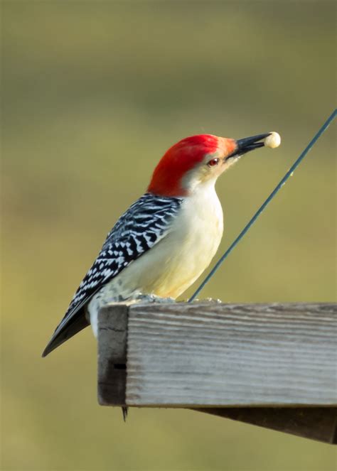 Male Red Bellied Woodpecker Pentax User Photo Gallery
