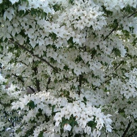 White Flowering Dogwood Tree 1 Gallon Green Thumbs Garden