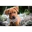 HD Cute Puppy Backgrounds  PixelsTalkNet