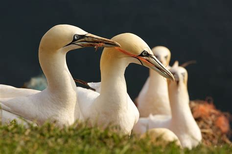 Worldnature Birds Of Germany Worldnature