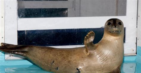 Riverhead Foundation To Release Yearling Harbor Seal Back Into The Wild