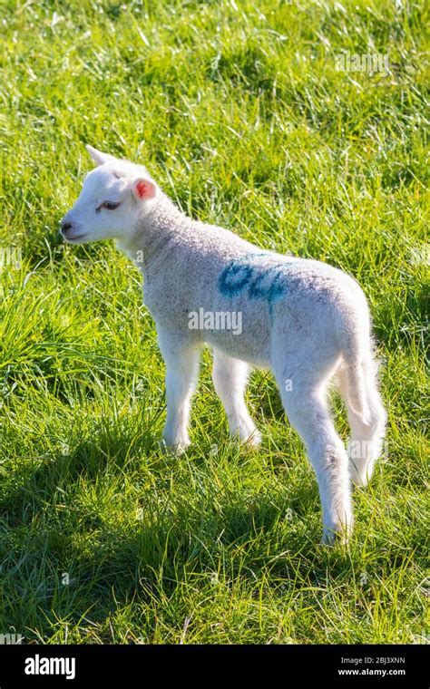 Young Lamb In Field With Number 64 Marked On Its Back Stock Photo Alamy