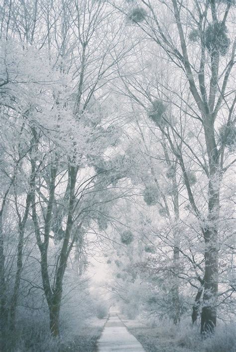 Winter Wonderland I Love Snow I Love Winter Winter Snow Winter Walk
