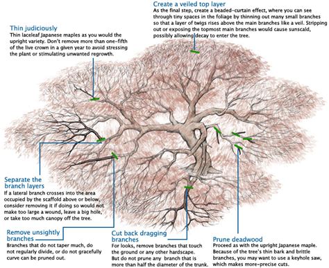 Learn To Prune Japanese Maples