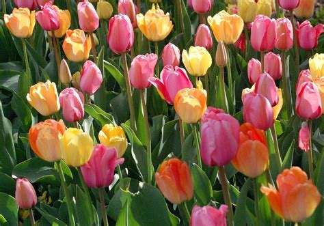 Growing Tulip Bulbs How To Plant And Care For Tulips