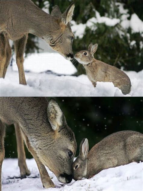The Ten Most Adorably Unusual Animal Friendships