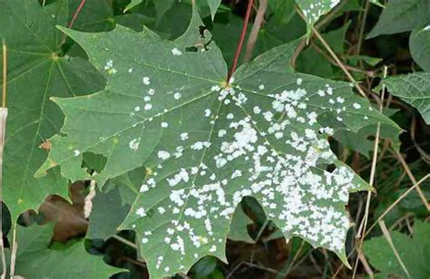 How To Control And Prevent White Spots On Leaves Causes And Solutions