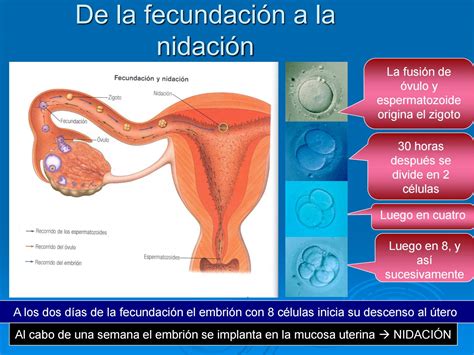 Tarea 10 Sistema Genital By Yibert Gonzalez Issuu