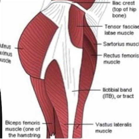 Parts Of The Glute Muscle