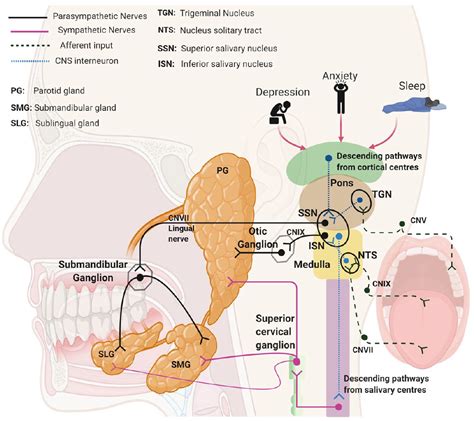Disease Induced Changes In Salivary Gland Function And The Composition