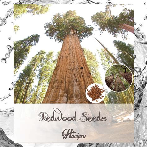 Redwood Seeds Giant California Redwood Seeds Giant Sequoia